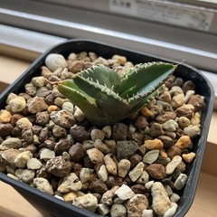 アガベ　チタノタ　清櫻　高級株　観葉植物　多肉植物の画像