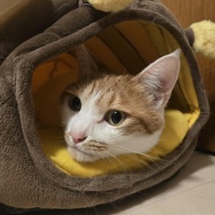 白茶オス　里親募集　ランラン