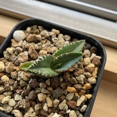 アガベ　チタノタ　清櫻　高級株　観葉植物　多肉植物の画像