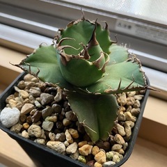 アガベ　チタノタ　スーパーシーザー　凱撒　多肉植物　観葉植物の画像
