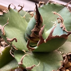 アガベ　チタノタ　スーパーシーザー　凱撒　多肉植物　観葉植物の画像