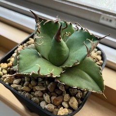 アガベ　チタノタ　スーパーシーザー　凱撒　多肉植物　観葉植物の画像