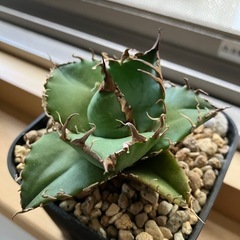 アガベ　チタノタ　スーパーシーザー　凱撒　多肉植物　観葉植物の画像