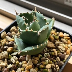 アガベ　チタノタ　柊月　高級株　観葉植物　多肉植物の画像