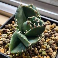 アガベ　チタノタ　柊月　高級株　観葉植物　多肉植物の画像