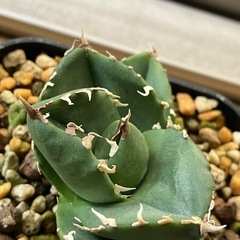 アガベ　チタノタ　柊月　高級株　観葉植物　多肉植物の画像