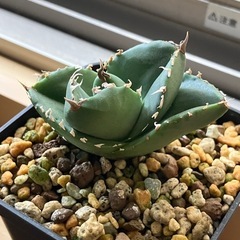 アガベ　チタノタ　柊月　高級株　観葉植物　多肉植物の画像