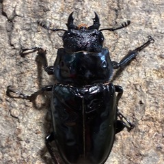 ギラファノコギリクワガタ　成虫ペアの画像