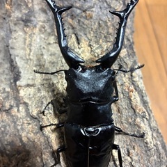 ギラファノコギリクワガタ　大型ペアの画像