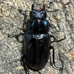 ギラファノコギリクワガタ　大型ペアの画像