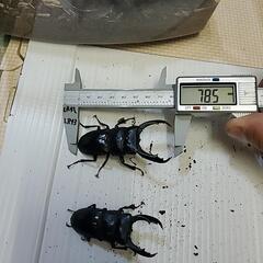テイオウヒラタ雄三匹の画像