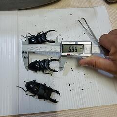 テイオウヒラタ雄三匹の画像
