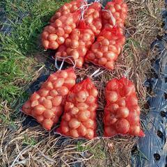 玉ねぎ1kg150円の画像