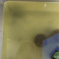 【川西市】【メダカ 10匹ぐらい】 7月産まれた針子/稚魚/おま...