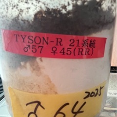 【商談中】オオクワガタ　♂単品　新成虫の画像