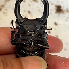 【商談中】オオクワガタ　♂単品　新成虫の画像