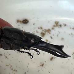 【商談中】オオクワガタ　♂単品　新成虫の画像