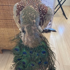 孔雀の剥製の画像