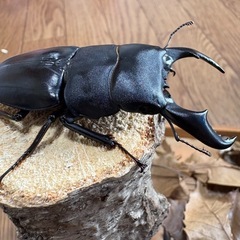 サキシマヒラタクワガタ　WF1の画像