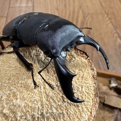 サキシマヒラタクワガタ　WF1の画像