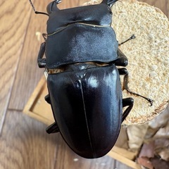 サキシマヒラタクワガタ　WF1の画像