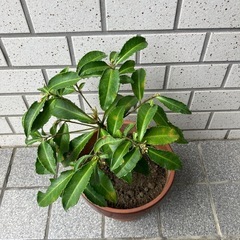 万両　マンリョウの画像