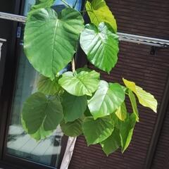 観葉植物　大型180センチ　ウンベラータ　の画像