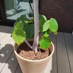 観葉植物　大型180センチ　ウンベラータ　の画像