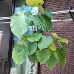 観葉植物　大型180センチ　ウンベラータ　の画像