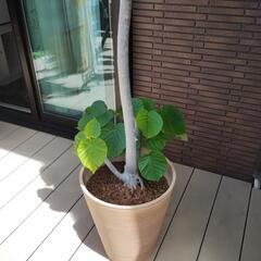 観葉植物　大型180センチ　ウンベラータ　の画像