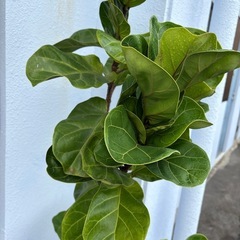 カシワバゴムの木の画像