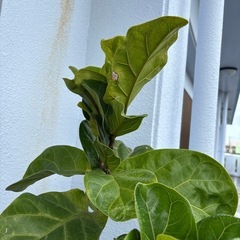 カシワバゴムの木の画像