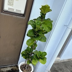 カシワバゴムの木の画像