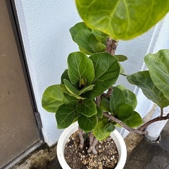 カシワバゴムの木の画像
