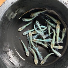 メダカ🐟エメラルドムーン🌙１０匹の画像