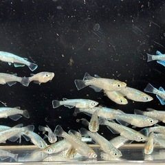 メダカ🐟エメラルドムーン🌙１０匹の画像