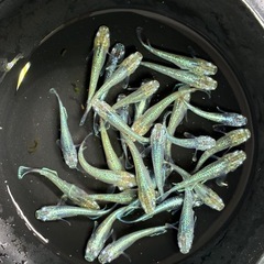 メダカ🐟エメラルドムーン🌙１０匹の画像