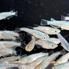 メダカ🐟エメラルドムーン🌙１０匹の画像