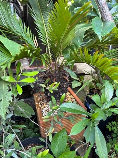 【20％オフ　8/28】ソテツ　観葉植物　塊根植物　多肉植物　ビザールプランツ　レアプランツ　ガーデニング　植物　グリーン　趣味　盆栽　葉　花　庭　草　インテリア　おしゃれ　飾り　園芸