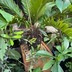 ランキングキーワードに紐づく投稿画像-観葉植物