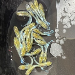 メダカ　エメキン　若魚　7匹　画像個体から　予約可能の画像