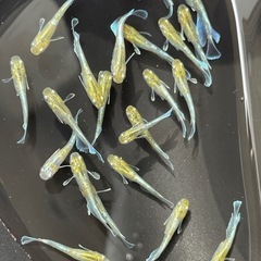 メダカ　エメキン　若魚　7匹　画像個体から　予約可能の画像