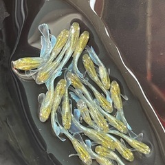 メダカ　エメキン　若魚　7匹　画像個体から　予約可能の画像