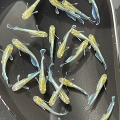 メダカ　エメキン　若魚　7匹　画像個体から　予約可能