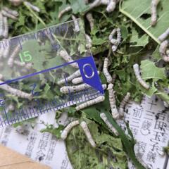 蚕の幼虫　シルクワーム　自由研究などにの画像