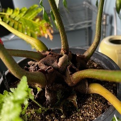 リュウビンタイの画像