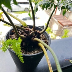 リュウビンタイの画像
