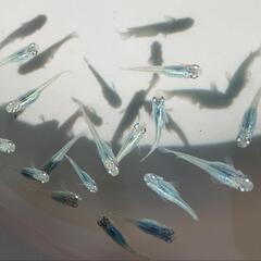 深海無選別10匹の画像
