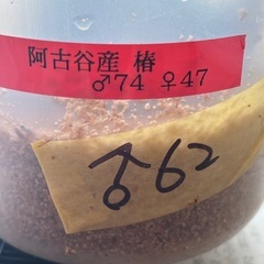【商談中】オオクワガタ　阿古谷産♂単品の画像