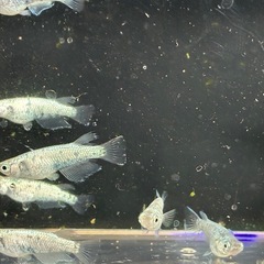 メダカ🐟レックウザ２ペア5000円１ペア3000円の画像
